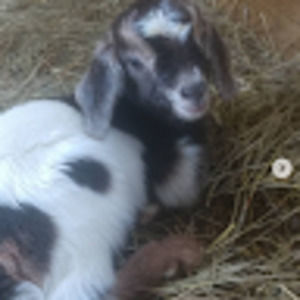 Meet your Posher, Mckaylin